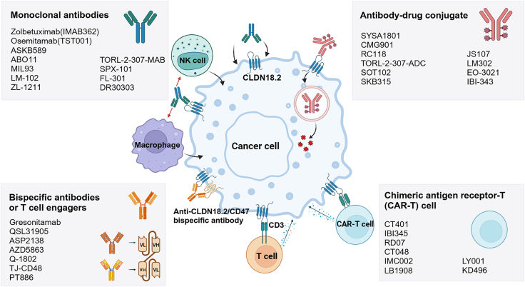 Fig. 1 CLDN18.2 targeted immunotherapy pipeline schematic for gastric tumor antibody, ADC and cell therapy screening research reagents. (OA Literature)