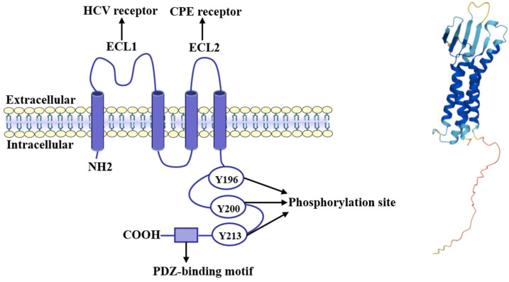 Fig. 1 CLDN6 domain structure, antigen binding sites and key functional motifs. (OA Literature)