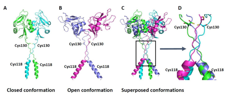 Fig. 1 Structural models of dimeric human CLEC12A extracellular region for recombinant CLEC12A protein oligomeric state reference. (OA Literature)