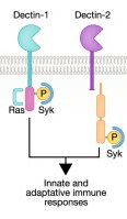 Fig. 1 Schematic diagram illustrating CLEC6A receptor adaptor Syk signalling assembly, open access reference figure for myeloid C type lectin receptor research reagents. (OA Literature)