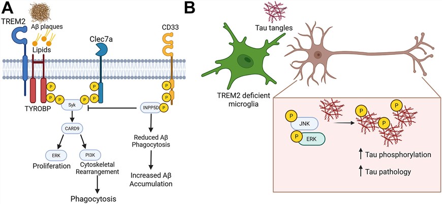 Fig.1 TREM2 and CLEC7A recognize Aβ plaques and lipids. (OA Literature)