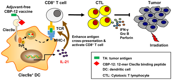 Fig. 1 CLEC9A targeted peptide tumor vaccine immune activation schematic for dendritic cell immunotherapy & cancer vaccine screening research reagents. (OA Literature)