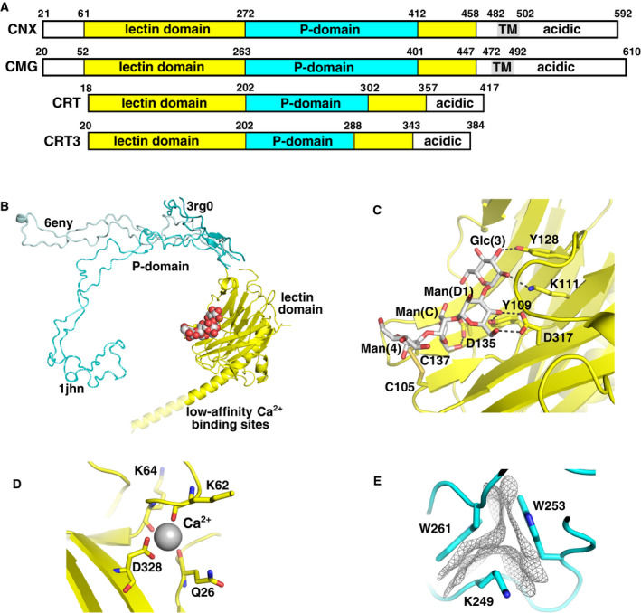 Fig. 1 CLGN protein domain structure and calcium-dependent glycan recognition mechanism. (OA Literature)