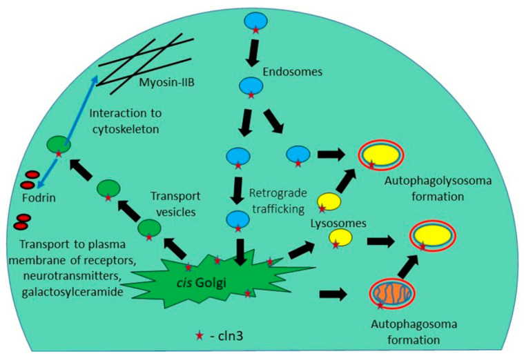 Fig. 1 Global intracellular trafficking network governed by lysosomal transmembrane protein CLN3. (OA Literature)