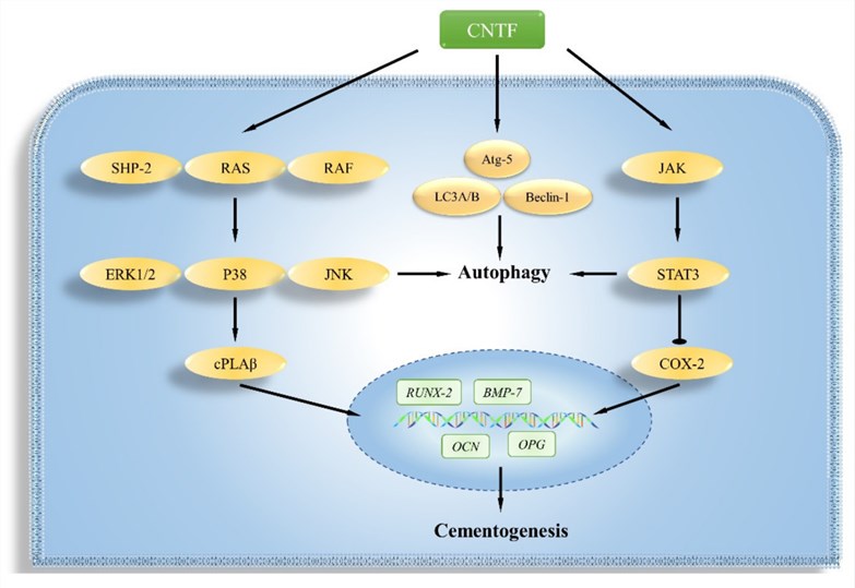 Fig.1 Mechanisms of CNTF on the autophagy and cementogenesis regulation of cementoblasts. (OA Literature)