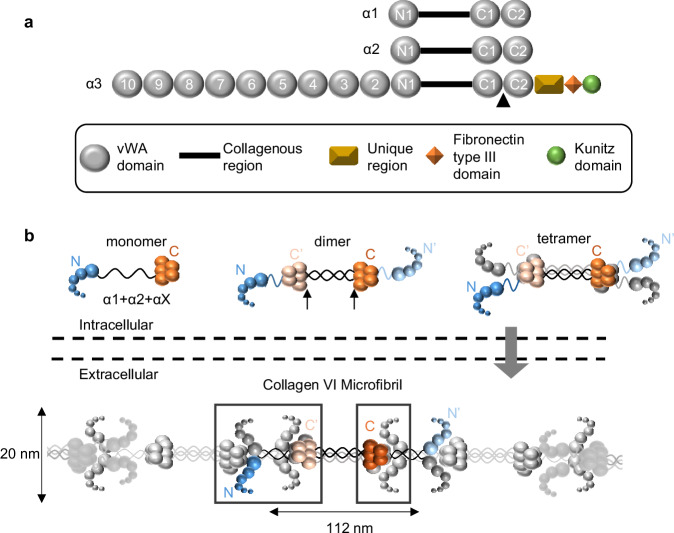 Fig. 1 Domain organization and assembly schematic of collagen VI containing COL6A3 subunit for ECM recombinant protein research reagent characterization. (OA Literature)