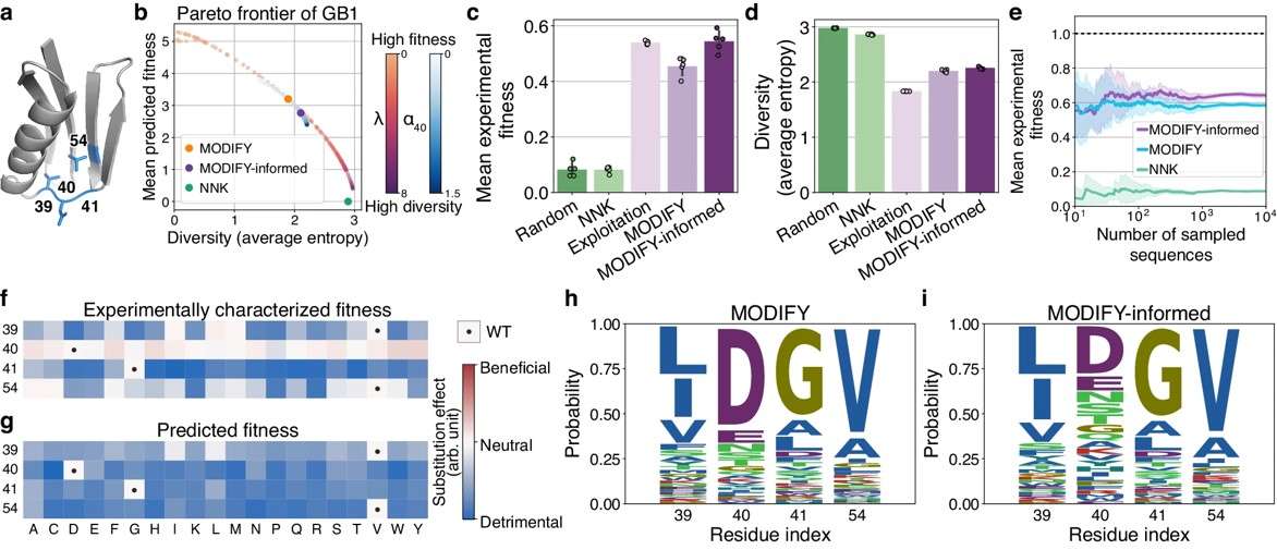 Fig.1 A a machine learning algorithm designs high-quality combinatorial starting libraries for protein GB1. (Ding, et al., 2024)