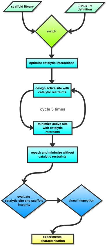 Fig.1 Flowchart of the computational enzyme design protocol, colored according to the different stages. (Richter, et al., 2011)