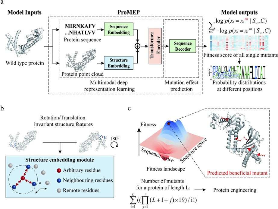 Fig.1 A multimodal mutation effect predictor for protein engineering tasks. (Cheng, et al., 2024)