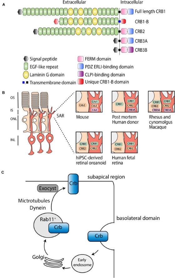 Fig. 1 CRB1 multi-isoform structural comparison, retinal tissue localization and intracellular membrane trafficking schematic for ocular developmental & inherited retinopathy research reagents. (OA Literature)