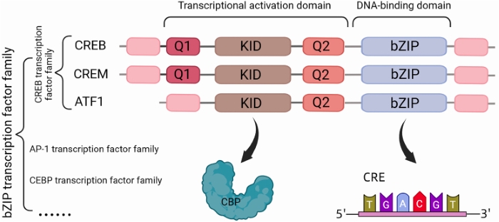 Fig. 1 Schematic domain diagram of human CREB1 showing modular functional domain layout for recombinant CREB1 transcription factor research reagent reference. (OA Literature)