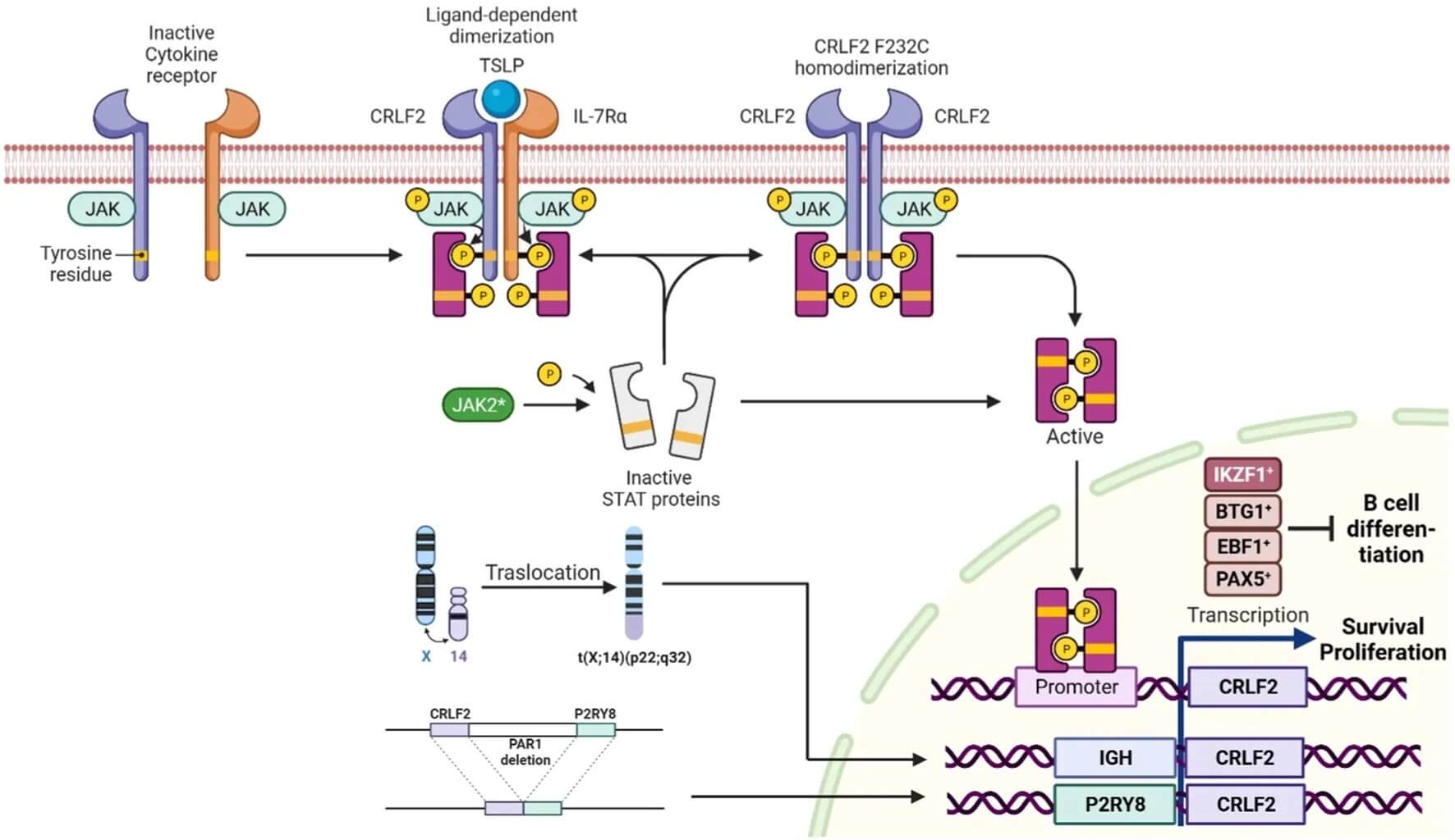 Fig. 1 TSLP binding to CRLF2 triggers a conformational change that promotes receptor dimerization, a prerequisite for downstream signaling. (OA Literature)