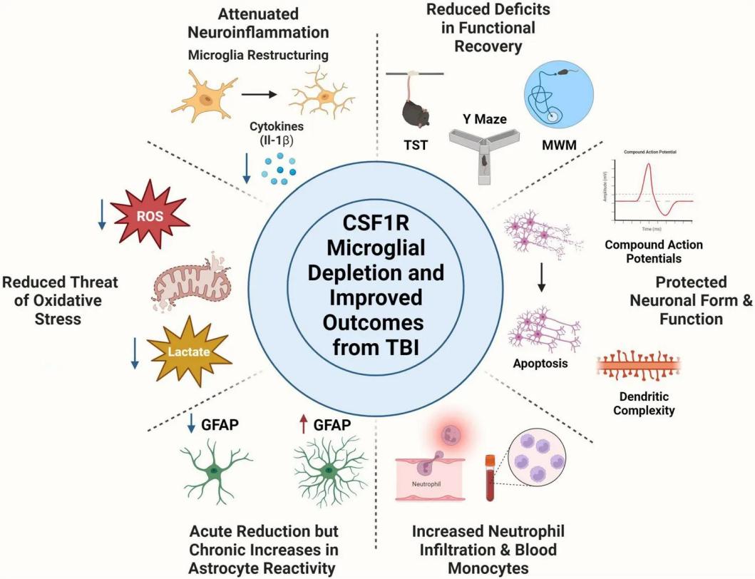 Fig.1 CSF1R microglia depletion — TBI protection. (OA Literature)