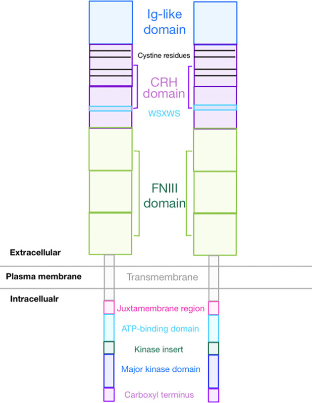 Fig. 1 Domain organization schematic of CSF3 receptor complex for CSF3 cytokine ligand receptor interaction research reagent characterization. (OA Literature)