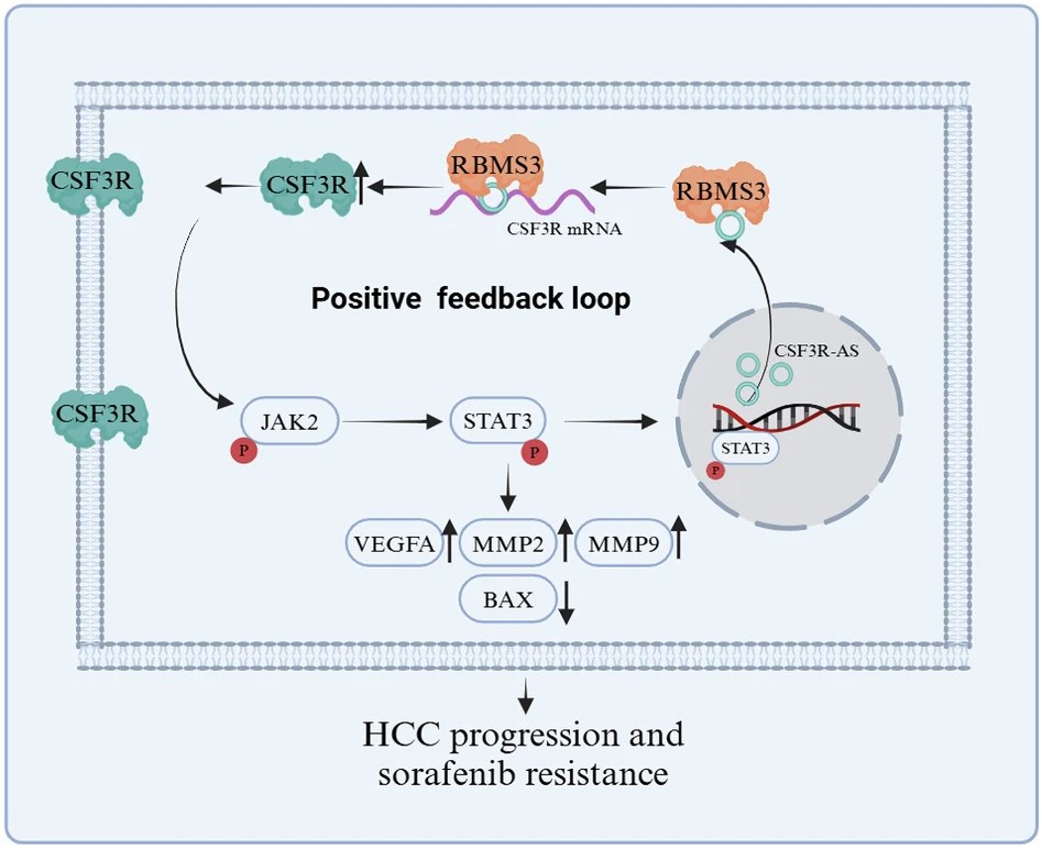 Fig.1 CSF3R-AS promotes hepatocellular carcinoma progression. (OA Literature)