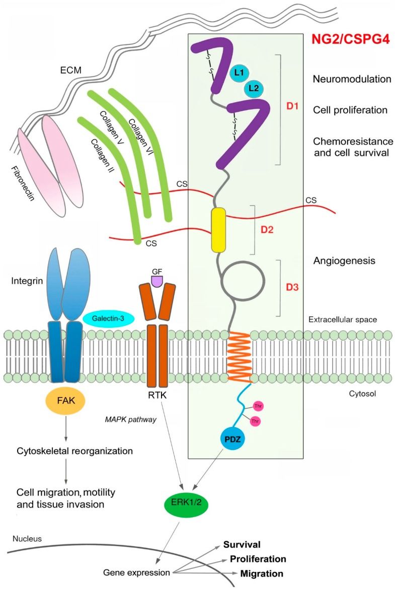 Fig. 1 NG2/CSPG4 proteoglycan structure & oncogenic signal transduction model for glioma, melanoma solid tumor research antibodies & recombinant proteins. (OA Literature)