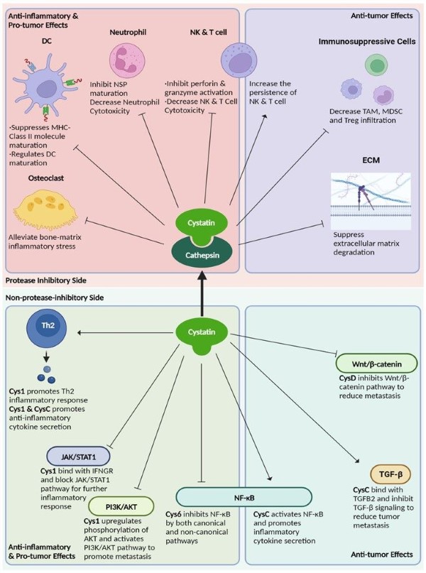 Fig.1 The overview of type 2 cystatins' role including CST3. (OA Literature)