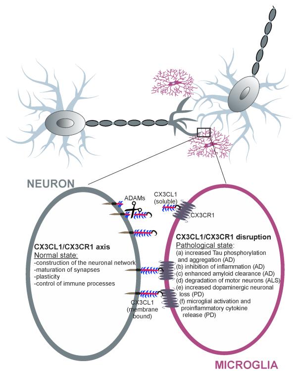 Fig.1 Microglia-neuron CX3CL1-CX3CR1 signaling in health and disease. (OA Literature)