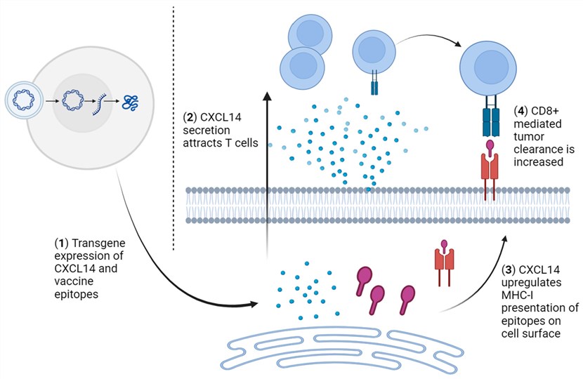 Fig.1.Activating antitumor CD8+ T-cell responses using CXCL14 combined with therapeutic HPV vaccines. (OA Literature)
