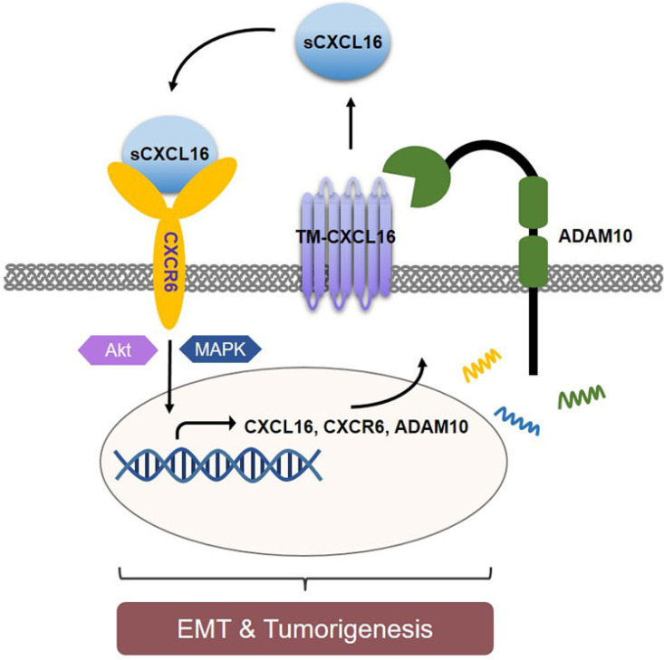 Fig. 1 CXCL16 dual-function schematic for chemotaxis and lipid uptake assays. (OA Literature)