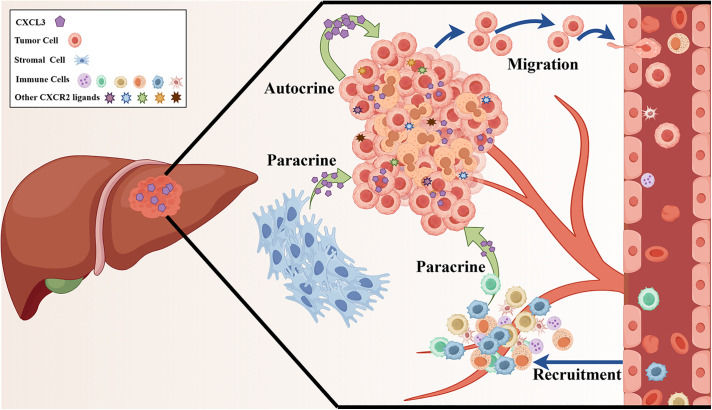 Fig. 1 CXCL3 autocrine-paracrine hepatocellular carcinoma immunosuppressive pathway schematic for liver oncology research, applicable to CXCL3 recombinant chemokine, isoform-specific antibody and hepatic tumor co-culture stable cell functional screening. (OA Literature)