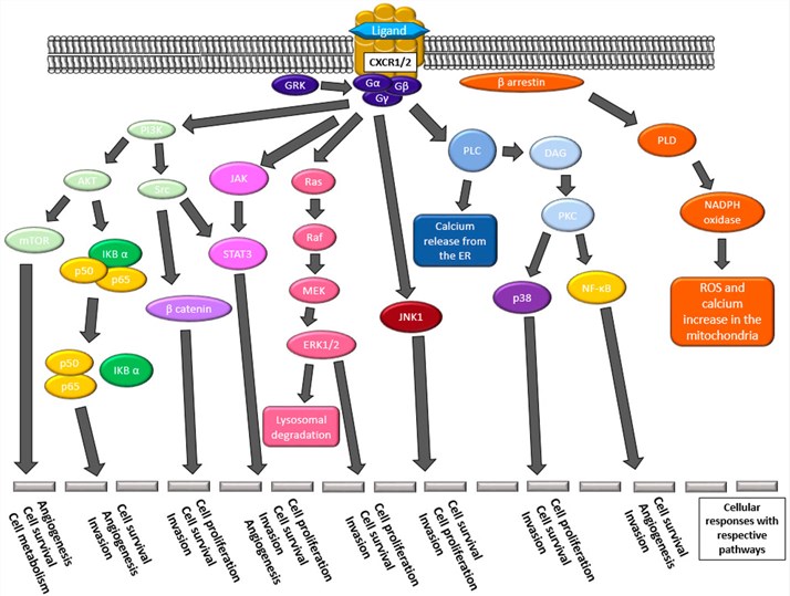 Fig.1 CXCR1/2 pathways. (OA Literature)