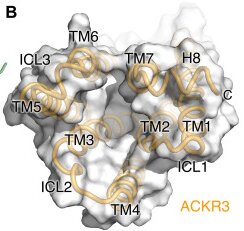 Fig. 1 Intracellular domain structural view of human seven transmembrane atypical chemokine receptor ACKR3 (CXCR7), showing transmembrane helices and intracellular loop architecture related to receptor signalling properties. (OA Literature)