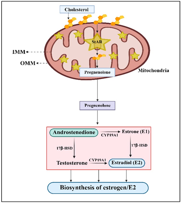 Fig.1. CYP19A1 facilitats the conversion of androgens to estrogen/E2. (OA Literature)