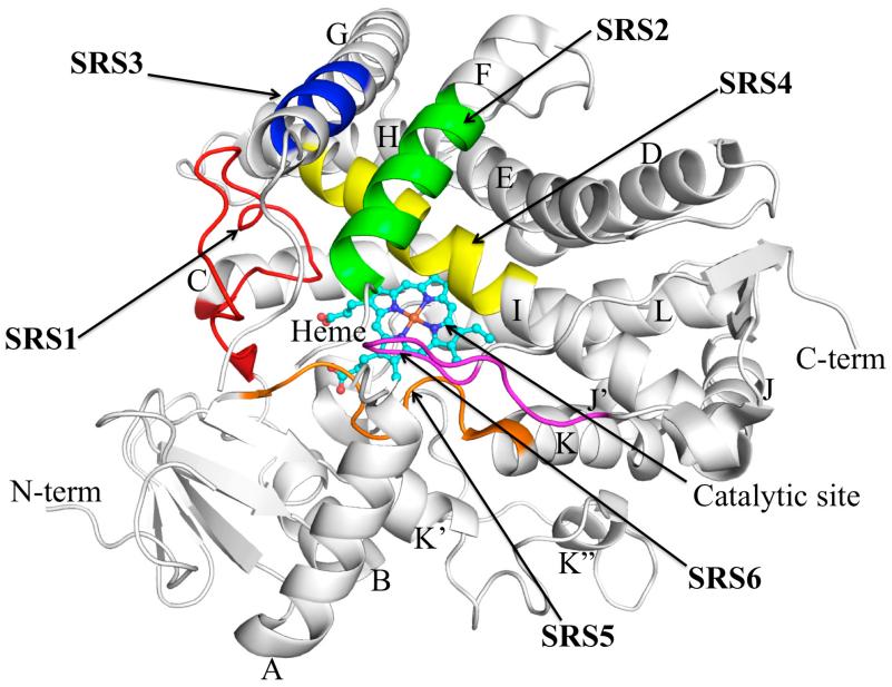 Fig.1 CYP2C9 structure with Gotoh's SRS highlighted. (OA Literature)