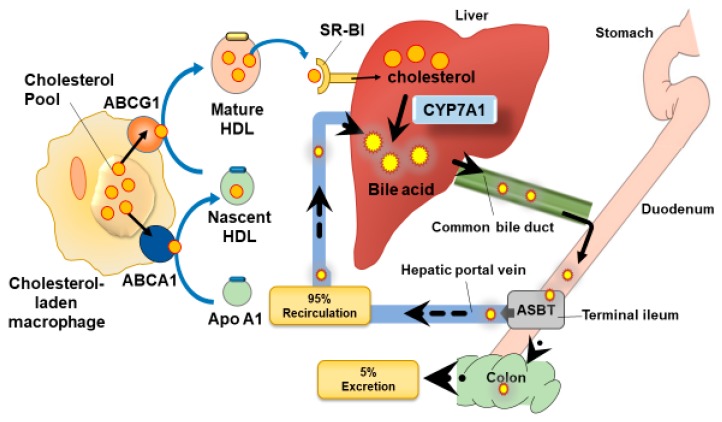Fig. 1 CYP7A1-centered cholesterol-bile acid metabolic & enterohepatic circulation pathway. (OA Literature)