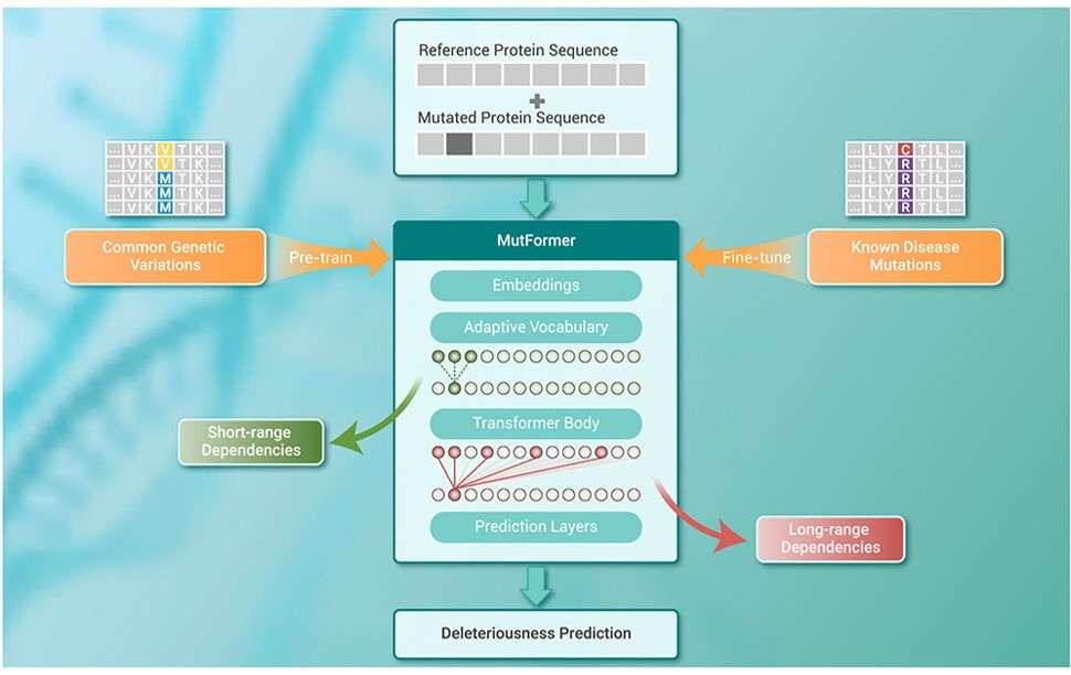 Fig.1 The prediction of deleterious missense mutations. (Jiang, Li and Kai, 2023)