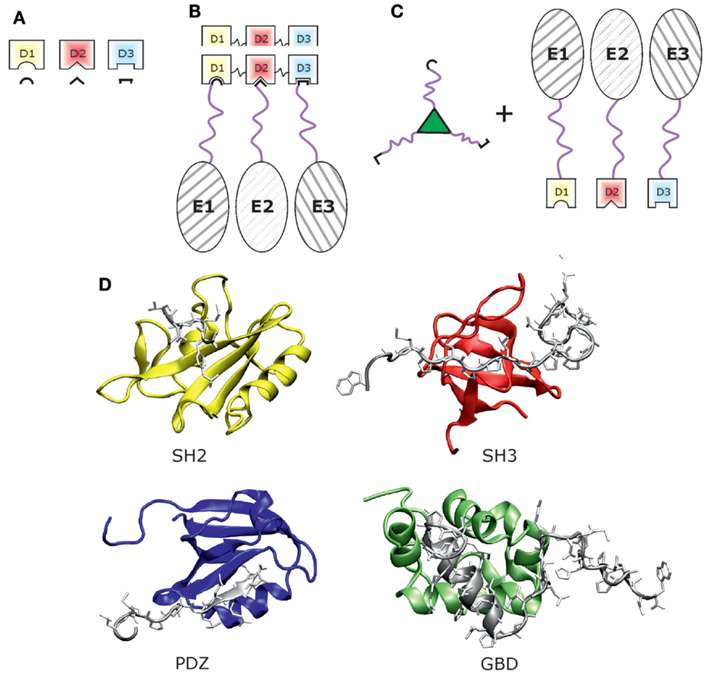 Fig.1 Synthetic protein scaffolds based on peptide motifs and cognate adaptor domains. (Horn and Heinrich, 2015)