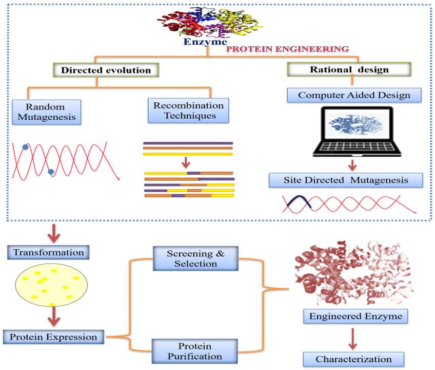 Fig.1 The schematics of different enzyme engineering methods. (Sharma, et al., 2022)