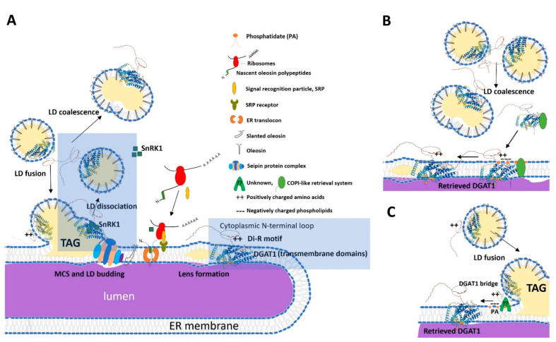 Fig. 1 DGAT1 endoplasmic reticulum-lipid droplet regulatory schematic for neutral lipid metabolism research reagents. (OA Literature)