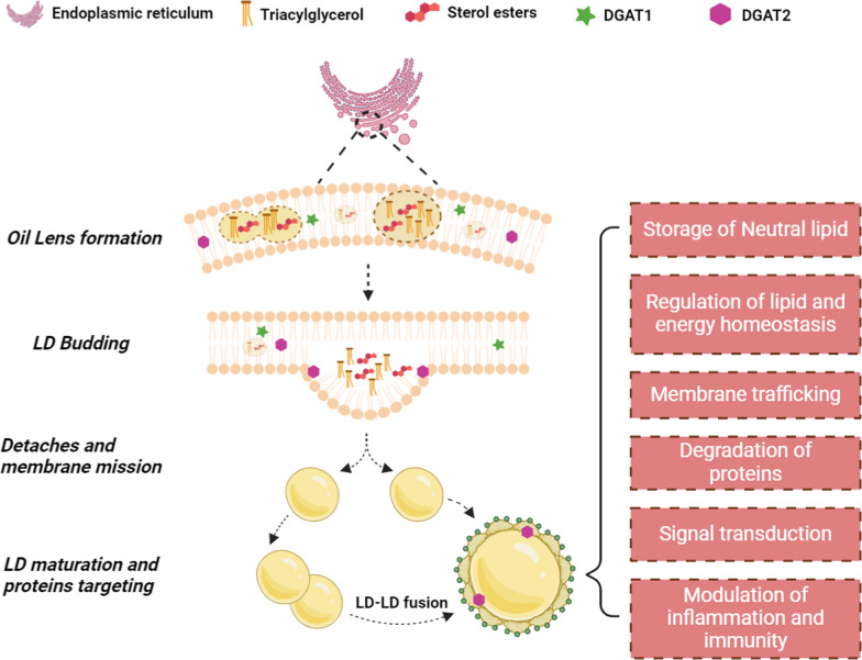 Fig. 1 Schematic of endoplasmic reticulum derived lipid droplet biogenesis with DGAT2 participation for membrane protein research reagent characterization. (OA Literature)