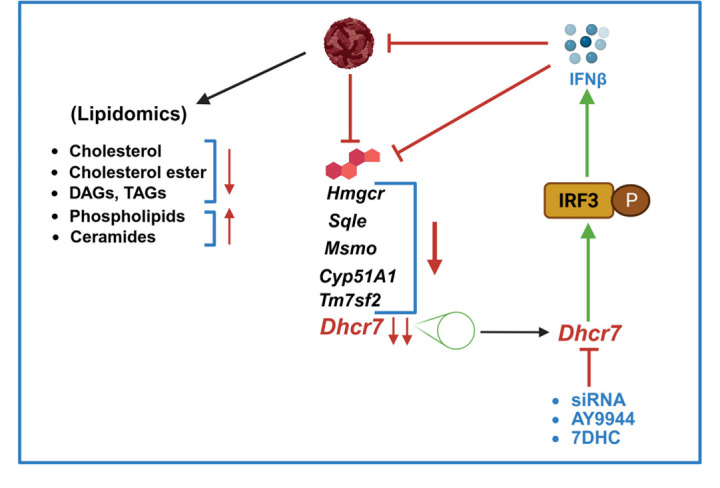 Fig. 1 DHCR7 lipid metabolism & natural immune signaling model for lipidomics, inhibitor screening and innate immunity research reagents. (OA Literature)