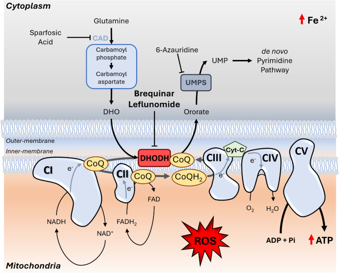 Fig. 1 DHODH water channel, astrocyte endfeet, DHODH-IgG autoantibody, neuromyelitis optica, blood-brain barrier, central nervous system inflammation diagram. (OA Literature)