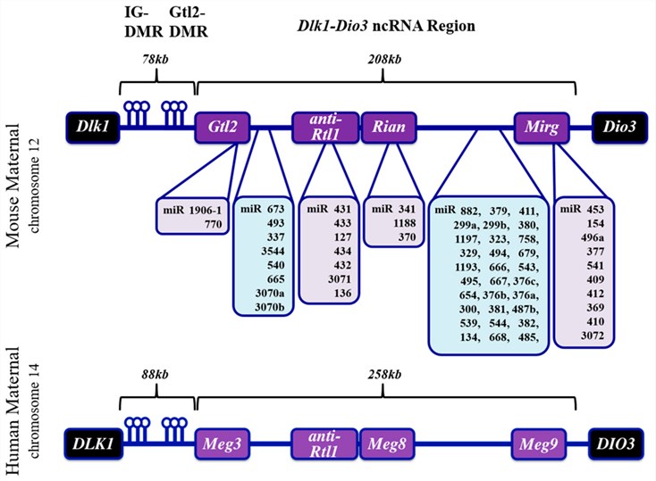 Fig.1 Schematic of DLK1 ncRNA locus features. (OA Literature)