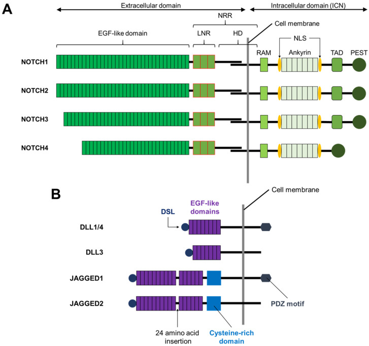 Fig. 1 Schematic topology diagram of human DLL1 showing modular domain layout for recombinant DLL1 membrane protein research reagent reference. (OA Literature)