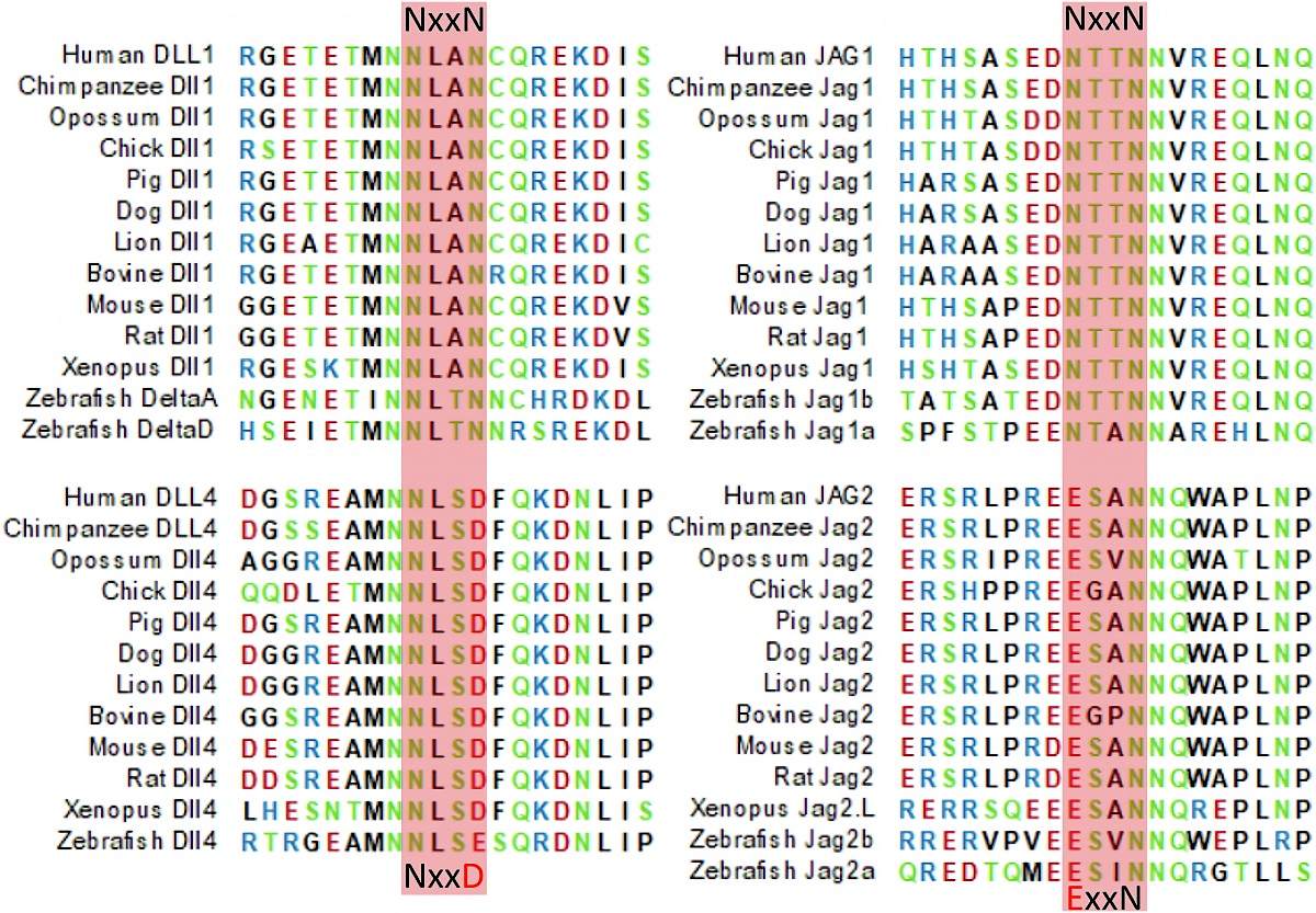 Fig. 1 Comparison of Partial sequence comparison of Notch ligands in pattern organisms. (OA Literature)