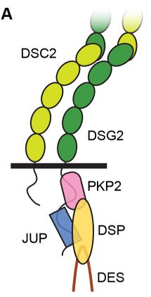 Fig. 1 Cartoon schematic of desmosome complex displaying transmembrane DSC2 molecular architecture, for desmosomal cadherin oriented recombinant protein, stable cell line and antibody research reagents. (OA Literature)