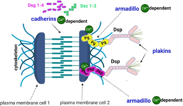 Fig. 1 Schematic showing DSC3 associated desmosome intermolecular adhesion and cytoskeleton linkage assembly, open access reference for desmosomal cadherin membrane protein research reagents. (OA Literature)