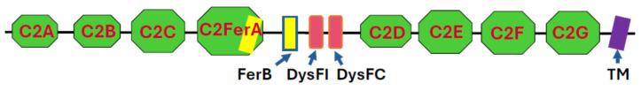 Fig. 1 The Structure of DYSF. (OA Literature)