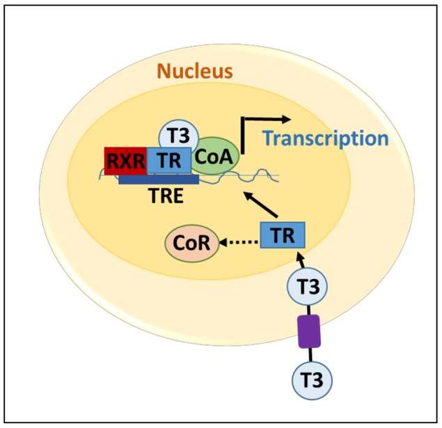 Fig.1 Thyroid hormone receptor (TR/THR)-mediated transcription. (Ely, Lindsay and Vivian, 2018)