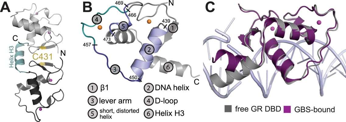 Fig.1 Crystal structure of the DNA-free GR DBD. (Frank, C. Denise and Eric, 2018)