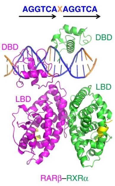 Fig.1 Crystal structures of RARβ–RXRα heterodimer. (Chandra, et al., 2017)