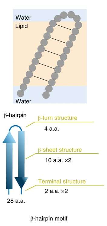 Fig.1 The design of β-hairpin peptide withβ-sheet transmembrane structure. (Shimizu, et al., 2022)