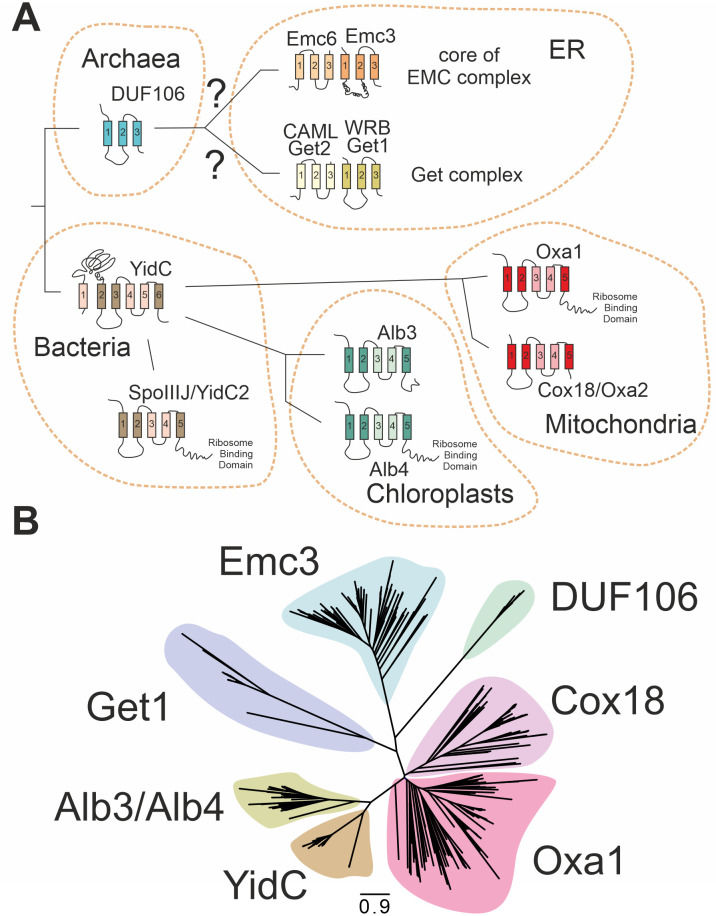 Fig. 1 Homolog evolution schematic for comparative phylogenetic bioinformatic analysis. (OA Literature)
