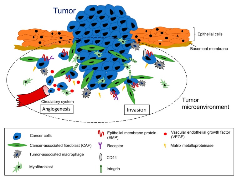 Fig. 1 EMP1-driven tumor invasion and angiogenesis tumor microenvironment pathway schematic for epithelial cancer metastasis research, applicable to full-length EMP1 membrane protein, isoform-specific antibody and tumor-stroma co-culture functional cell screening. (OA Literature)