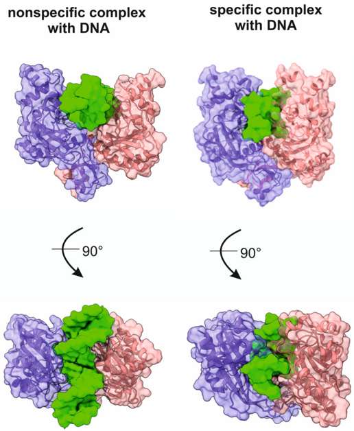Fig.1 A comparison of crystal structures between nonspecific and specific complexes of the EcoRV enzyme with DNA. (Alekseeva and Nikita, 2023)